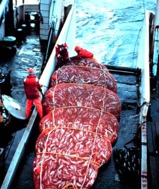 China shows interest in importing more Chilean fishery products