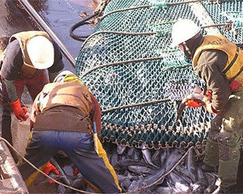 Seafood exports volume and value increase