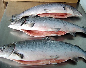 Chile: Slight growth of salmon exports