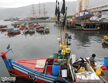 Chile: Sharp decline in landings of pelagic resources