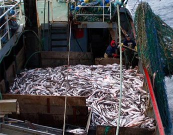 Chile: Seafood landings increased in the first quarter