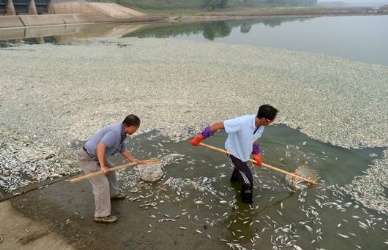 100 tons of fish killed in China ammonia leak