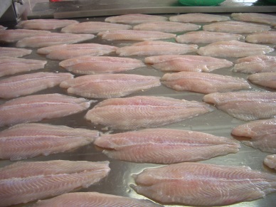 Pangasius exports to Mexico in Jan 2015 grew strongly