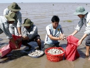 Ben Tre promoting MSC labeled-clam