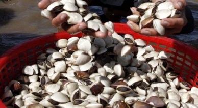 Tien Giang: Recovery in clam price