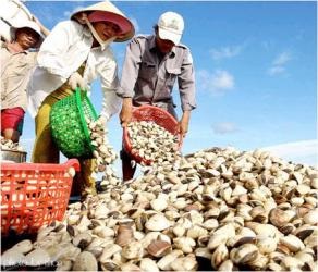 Tra Vinh: Clam farming fetches high profit