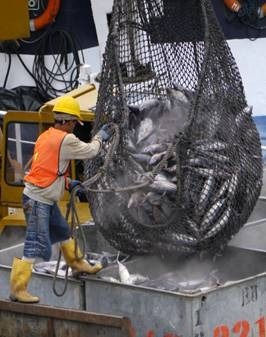 Inter-American agreements for tuna conservation