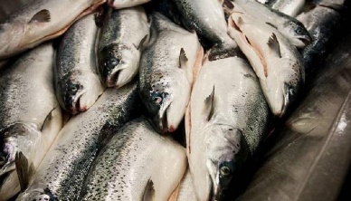 Norwegian fresh cod exports jump 95% in 2013