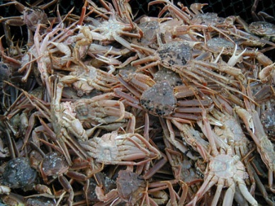Japanese imports of king, snow crab up in July as import values also climb