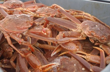 Alaskan snow crab quota for 2013 cut by 25%, to 66 million lbs