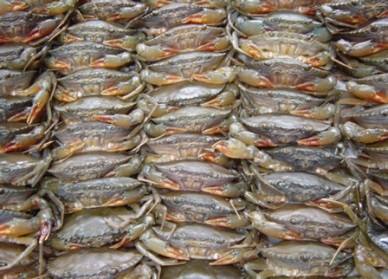 Crab exports to Australia rocketed  in May