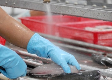 Vietnam can boost pangasius exports to Korea in the future