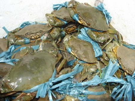 Building a trademark for Nam Can crab