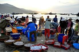 Da Nang: Fish landings of 200 MT per day