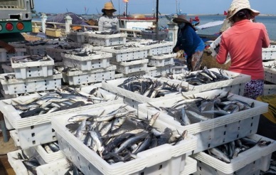 Quang Tri fishermen enjoy good catches in new-year sailings