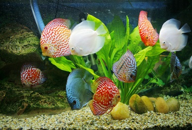 Ho Chi Minh City: Ornamental fish sales hit US$7 million