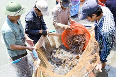Dong Nai: Bumper harvest of giant freshwater prawn