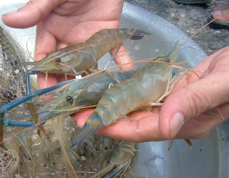 Dong Thap: Using bio-product in farming giant freshwater prawn 
