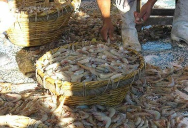 Ecuador pushing for trade moves to open shrimp export market wider in EU, Brazil