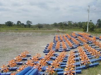 Ecuador producers swapping tilapia for shrimp