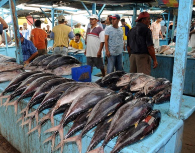 Ecuador: Government, Industry analyse current situation of Fisheries/Aquaculture sector 