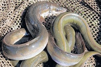 Poor eel catch in Japan leads to high prices, urgent calls for int