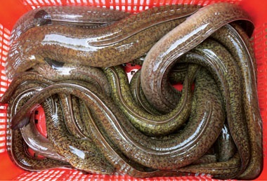High potentials in exporting eel to South Korea