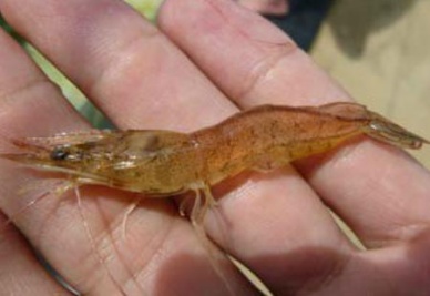 GAA: Cause of EMS identified