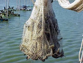 New method developed for EMS bacteria detection