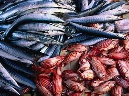 Economic downturn effects on the seafood industry