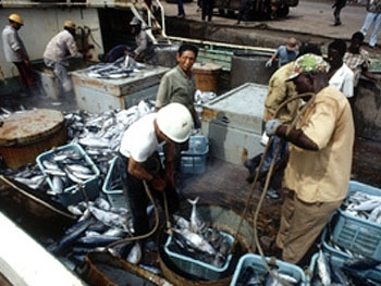 Only 13 pc of fishing stocks are not totally exploited: FAO 