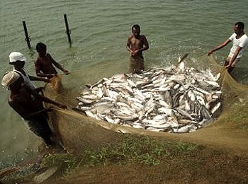 Farmed fish role becomes crucial