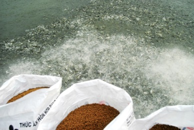 Strengthening quality control of fish feed