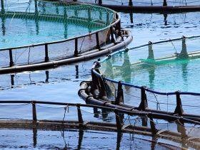 Friend of the Sea and GLOBALG.A.P. Team Up on Sustainable Aquaculture Certification