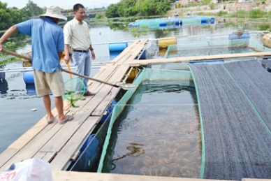 Quang Nam: 7,000 jobs in fish aquaculture by 2020