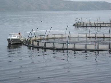 FAO launches global aquaculture partnership