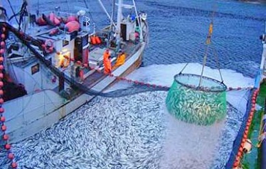 Due to overexploitation, Spain’s fishing quotas are cut for 2013