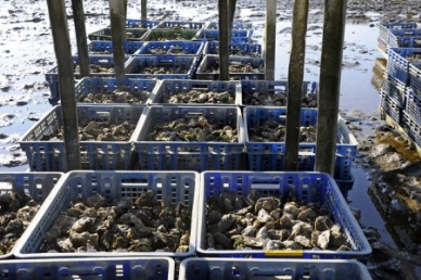 French oyster producers recover, set sights on Asia