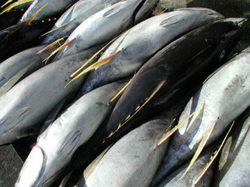 PNG Canned Tuna Exports Below 17,000 M/T 
