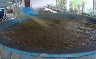 Circular No.26/2013/TT-BNNPTNT on fish fry management