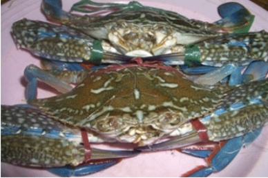 Vietnam is the leading supplier of fresh blue swimming crab to Japan 
