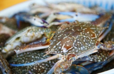 Jan-Jun 2016 Rebound in Vietnam crab exports