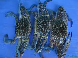 Vietnam aiming for MSC certification of its blue swimming crab in WWF backed FIP