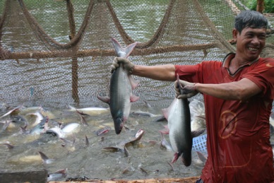 Pangasius price hits peak in Mekong Delta