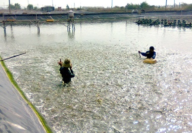 Bac Lieu: Up in harvested shrimp area in Jan-Sep 2016