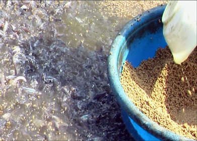 Pangasius feed price in 2011 surged seven-fold higher than 2010
