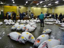 Spain: 60,000 tonnes of tuna need to be imported 