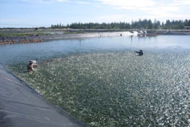 Ha Tinh: High yield in high-tech vannamei farming on sand