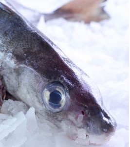 Haddock prices hit record highs, keep climbing