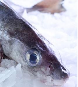 Longline haddock prices up more as section of fleet switches to cod, saithe